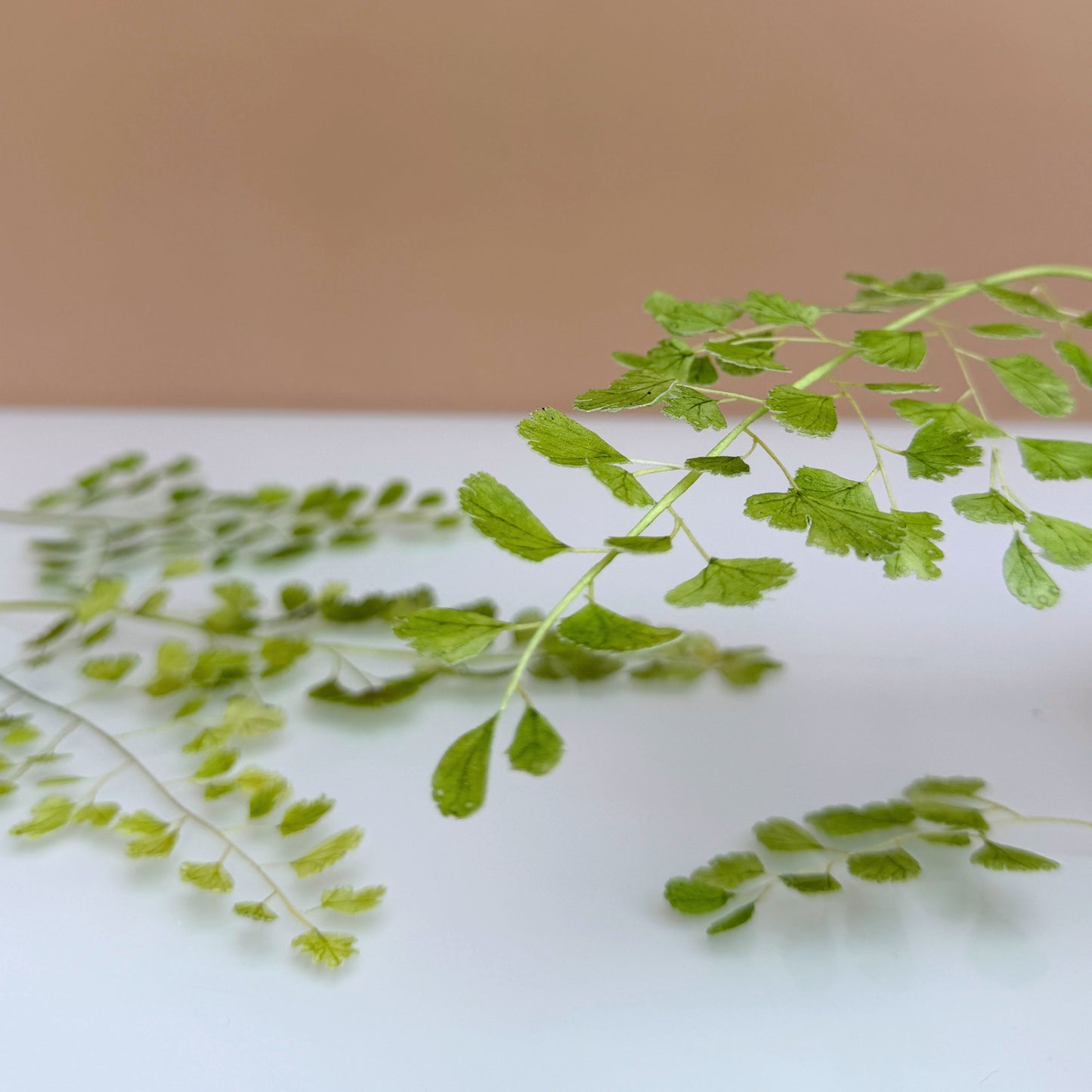 Waferpaper Kurs mit Nadia Flecha Guazo „Orchidee & Blattgrün“