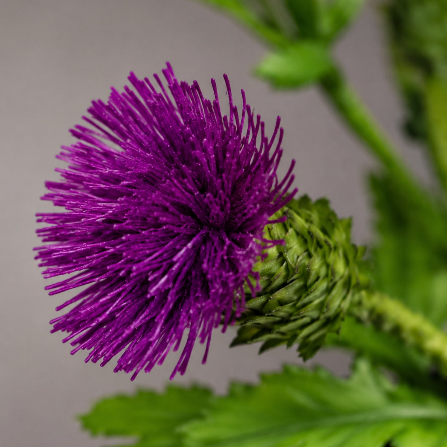 Blumenkurs mit Dagmar Pinter „Disteln“ (Produktbild folgt)